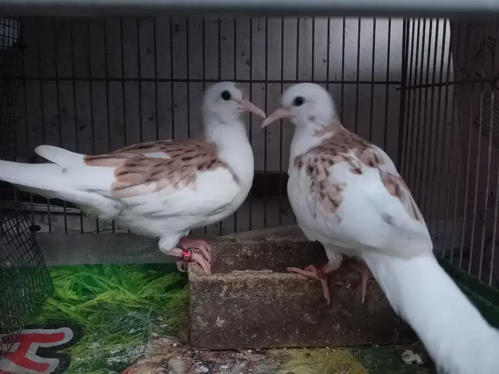 Tekuku Putih Semi full BS Istimewa