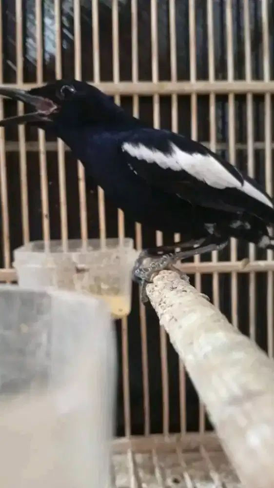 Kacer dahit jawa timur mulus