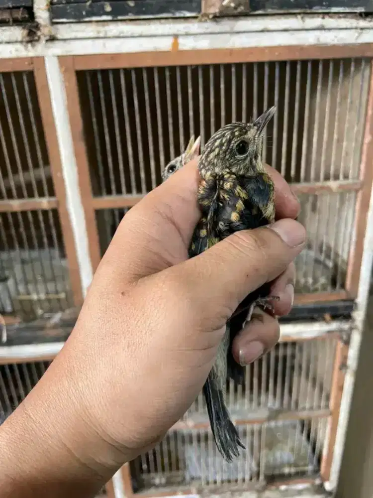 Ttotol tlendekan gunung jawa timur