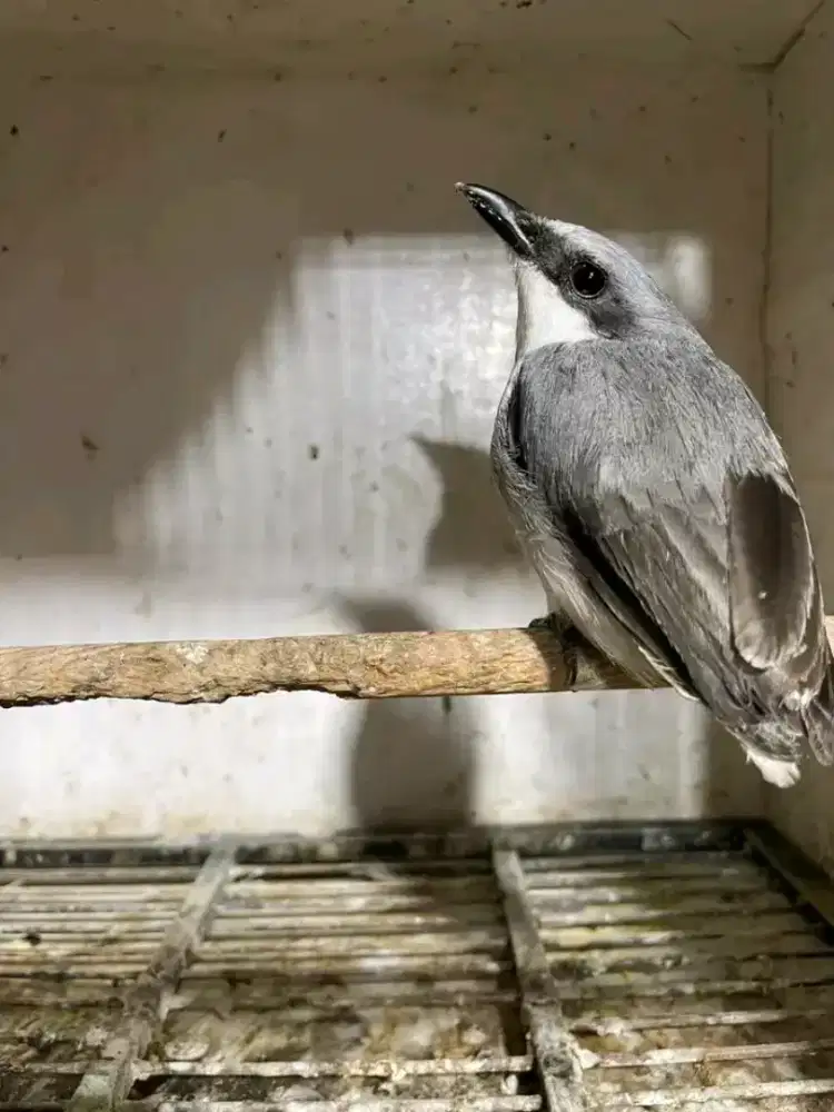 Jinjing petulak kalimantan mulus