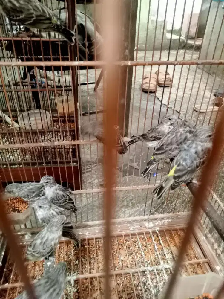 Anakan blackthroat jantan usia 3bln