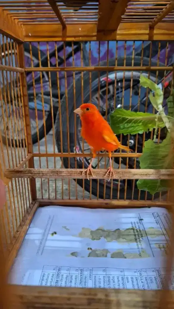 Kenari merlok super red gacor