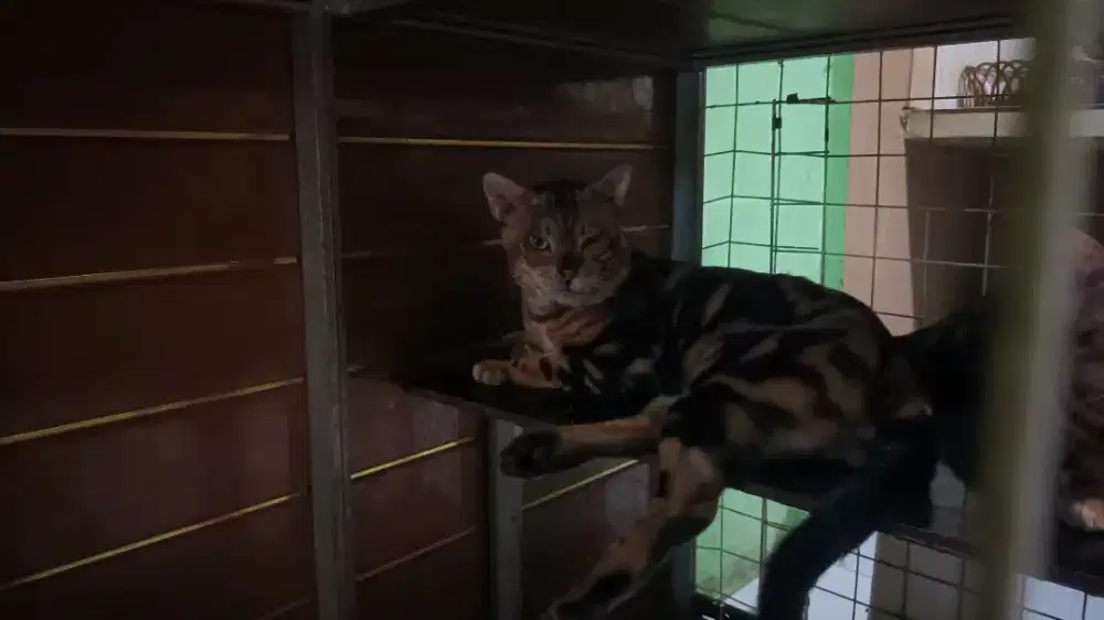 Bng4l jantan, pure bukan campuran