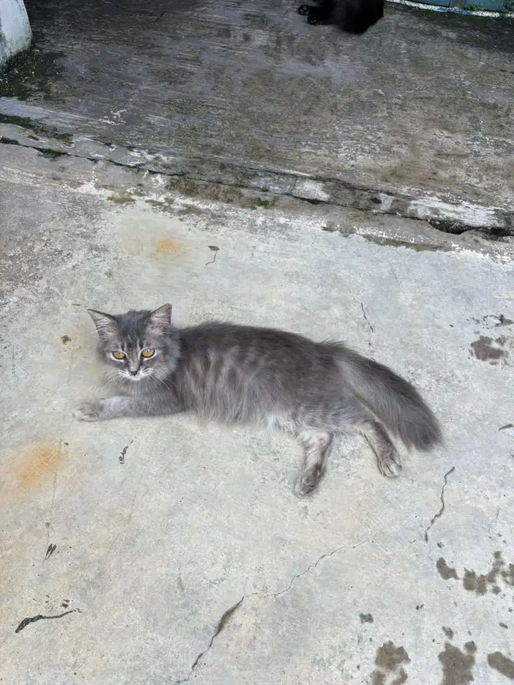 Mix Anggora usia 7 bulan