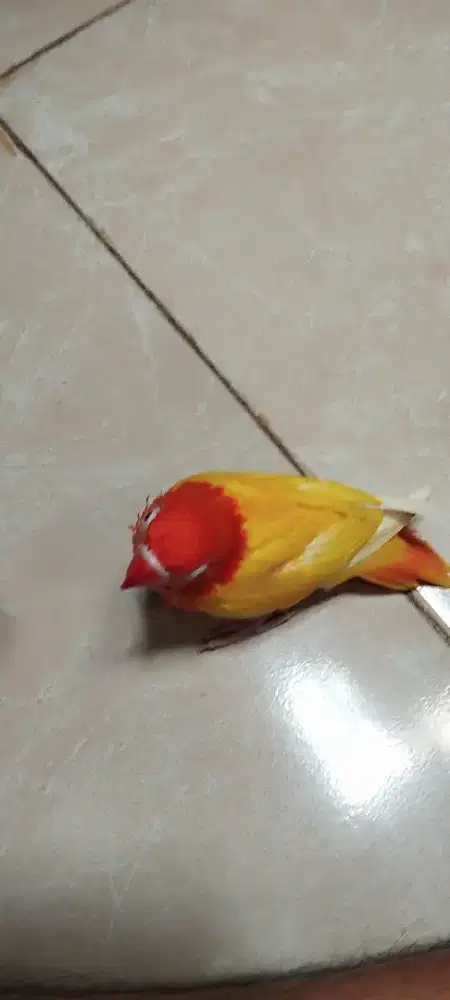 Burung lovebird biola lutino