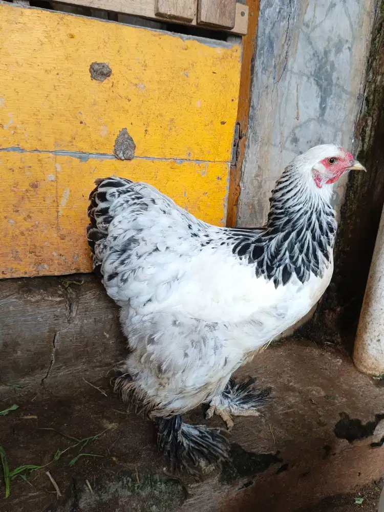 Ayam Hias Brahma