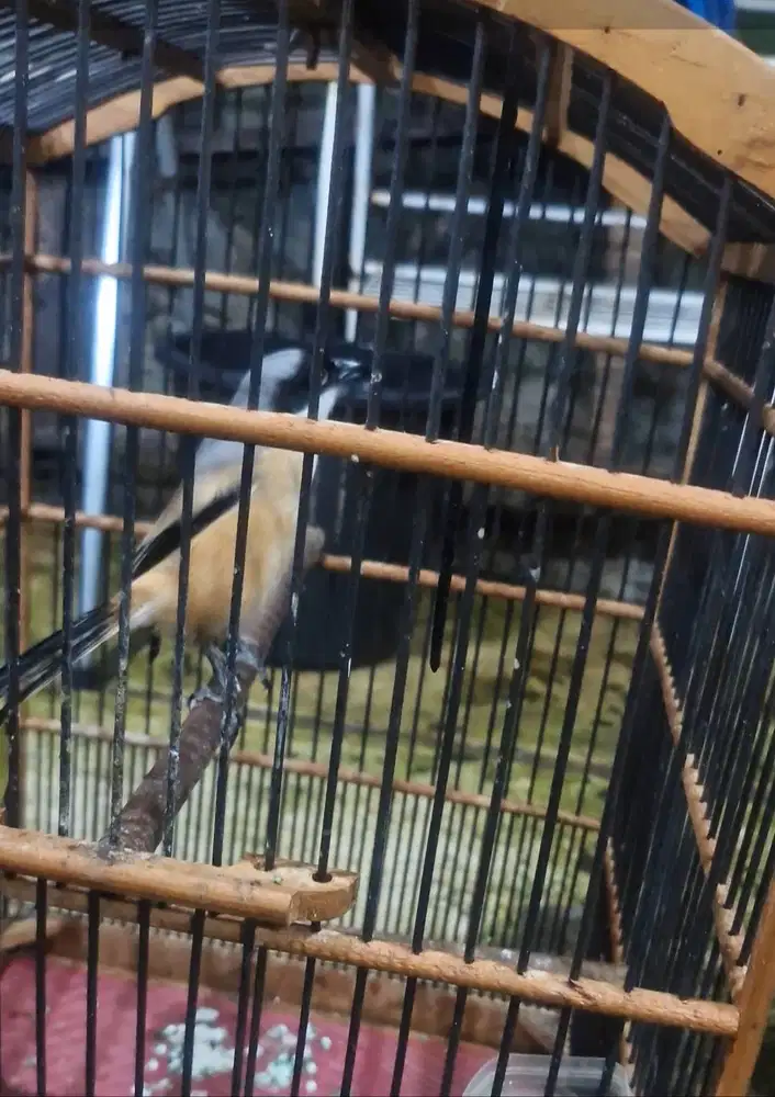 Cendet size Big sudah Mapan deker