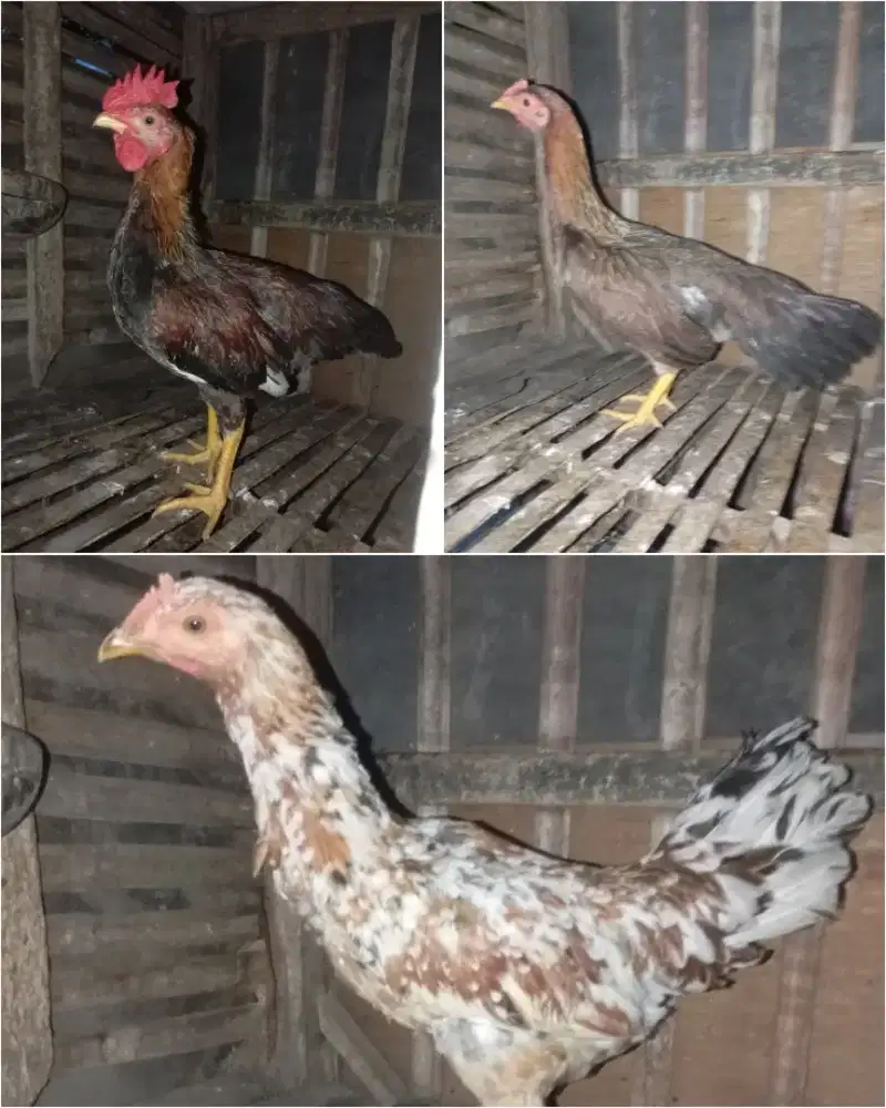 Ayam kampung gemuk gemuk