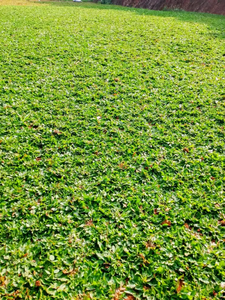 Tukang rumput gajah mini di cimahi plus pasang