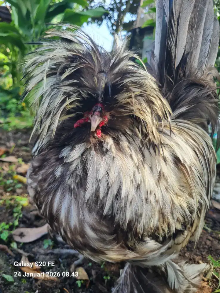 Ayam Sultan Asli Turki – Langka, Elegan & Terawat