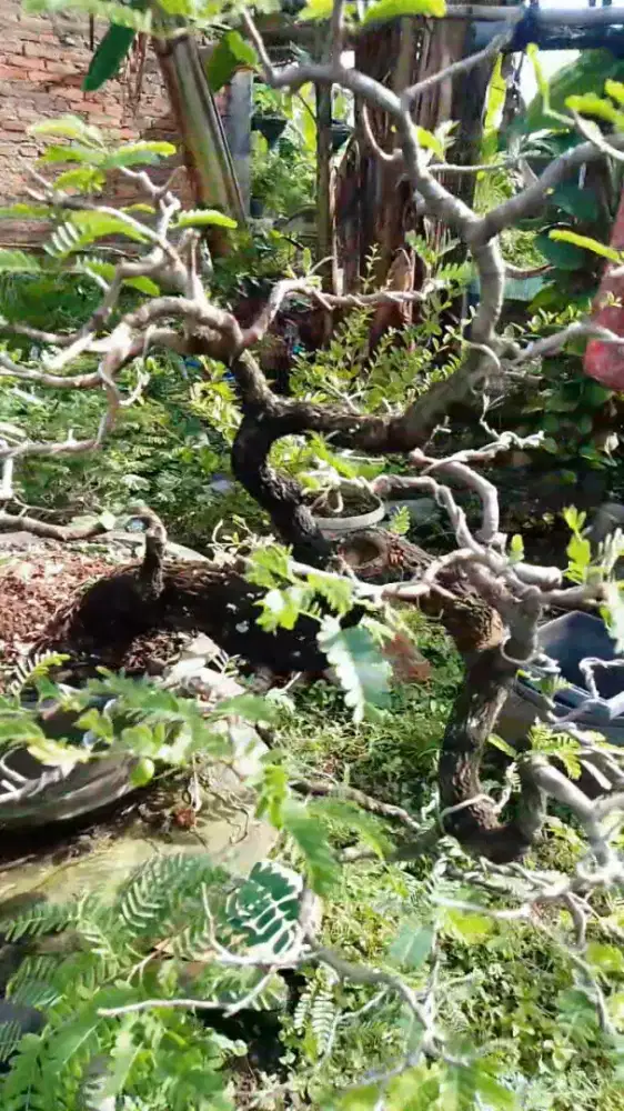 Jual bonsai asam jawa