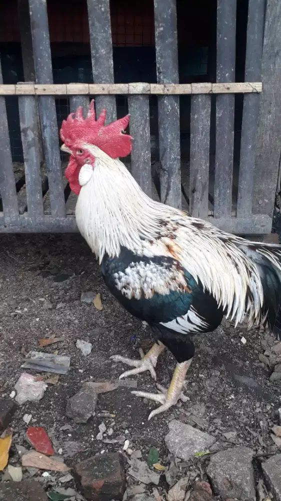 Ayam dirma silangan mangon