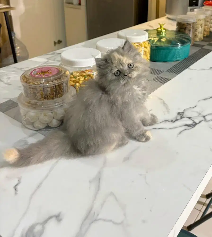 Norwegian betina 2,5bln