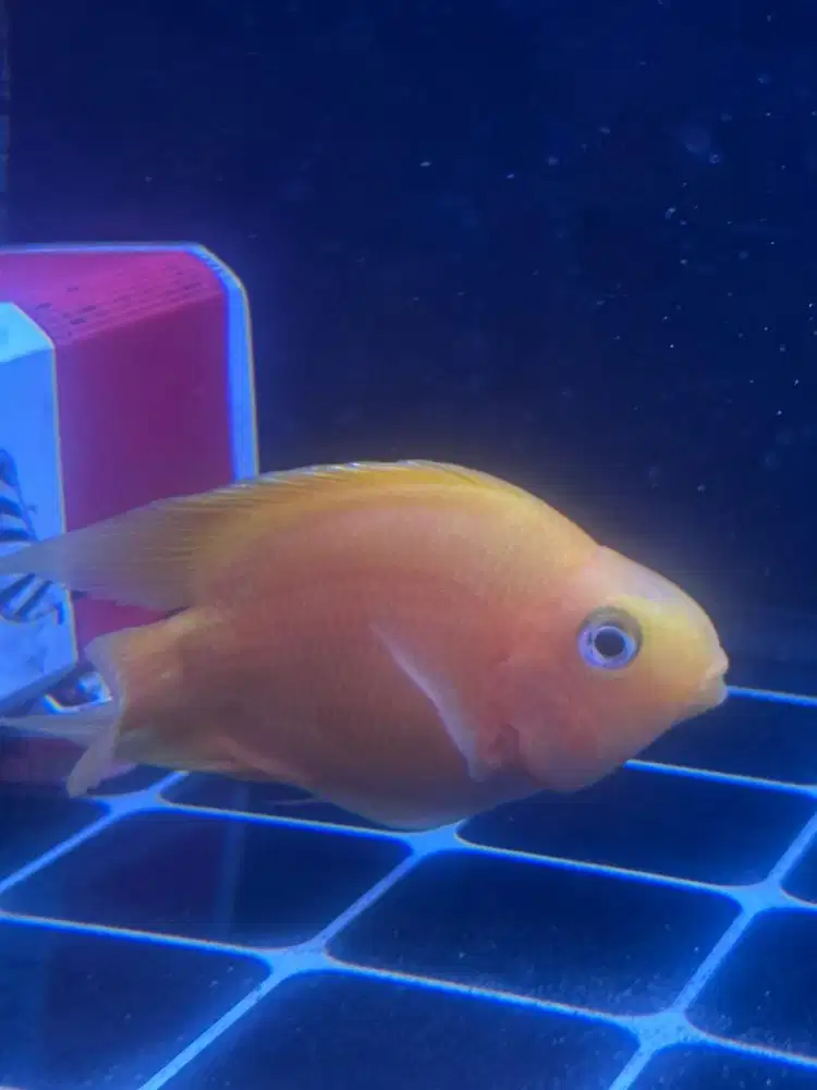 JUAL IKAN OSCAR CHILI DAN PARROT