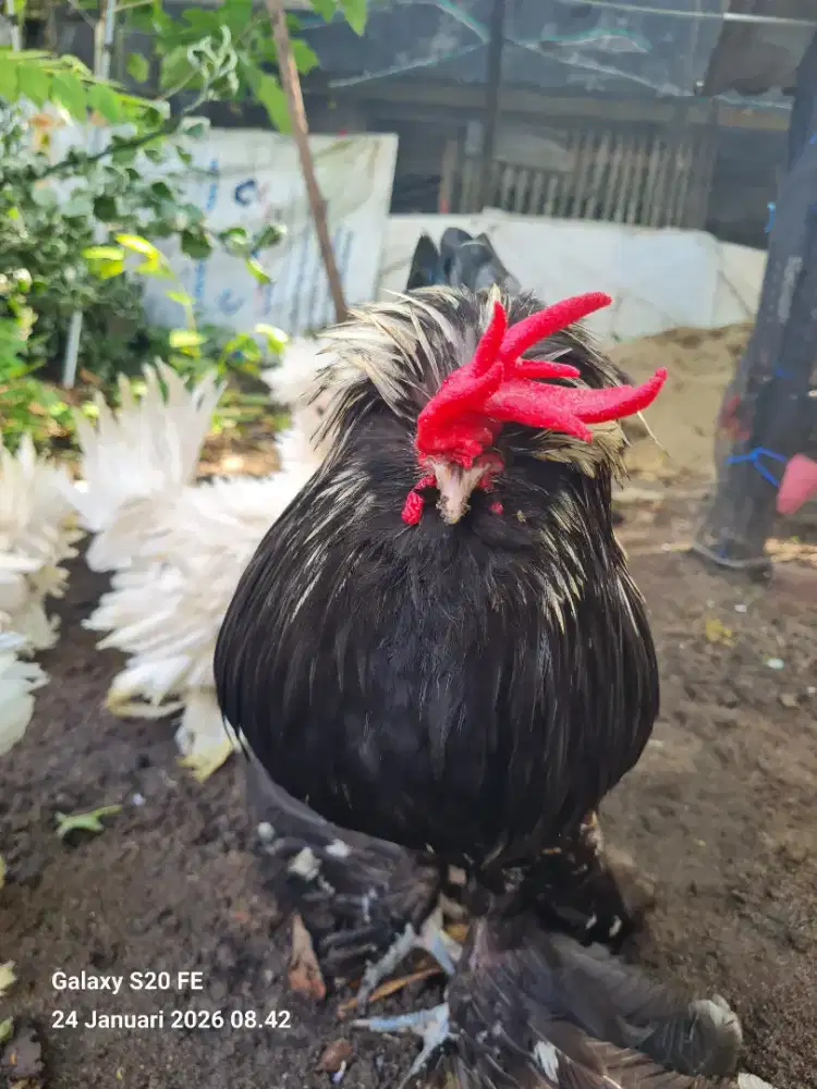 Ayam Sultan Turki – Sehat & Aktif