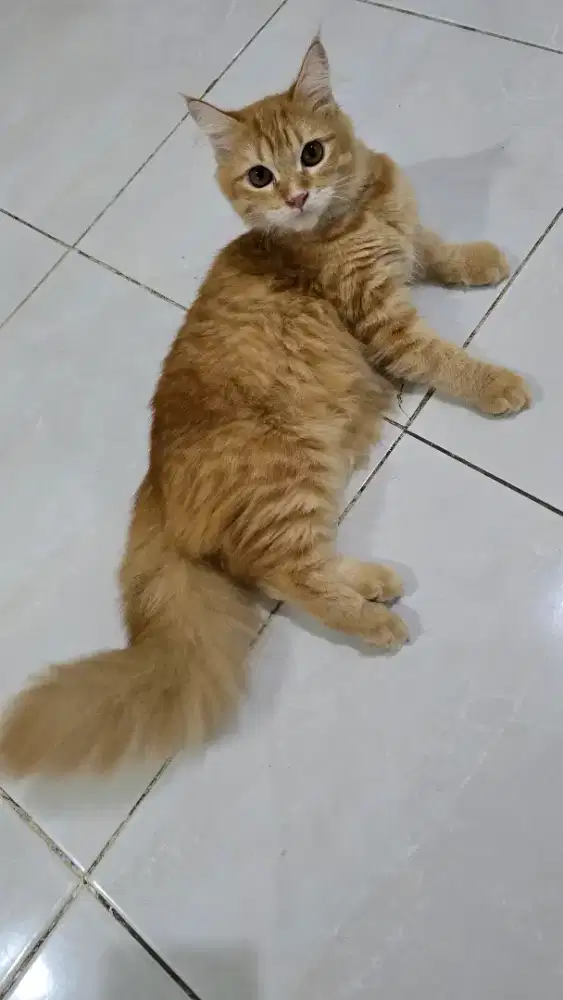 Anakan Persia x Maine Coon