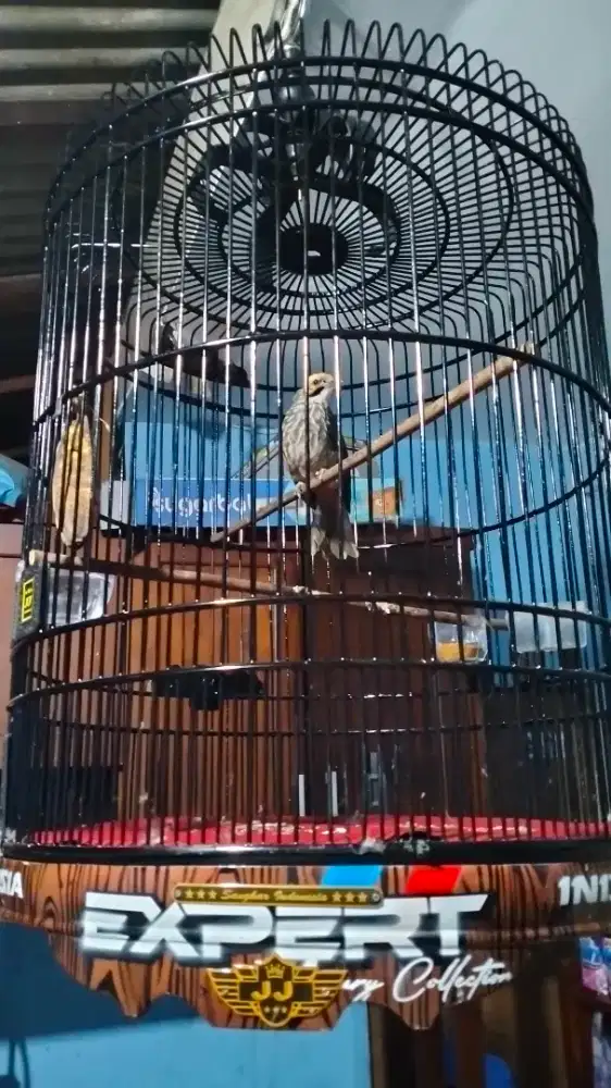 Cucak rowo jantan gacor