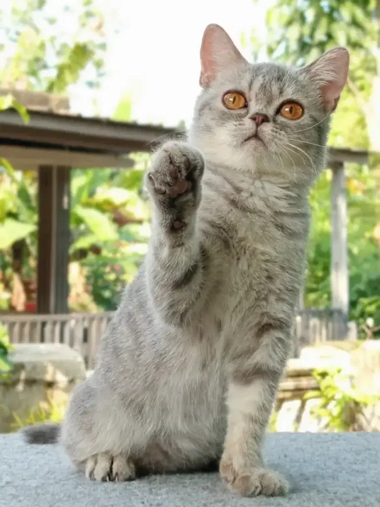 Scottish Straight blue tabby