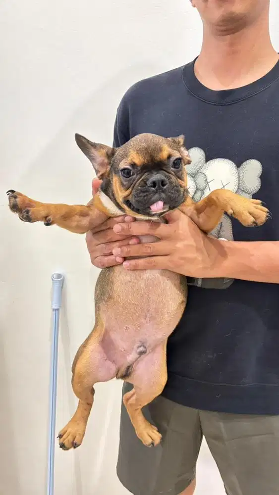 Frenh Bulldog Puppy