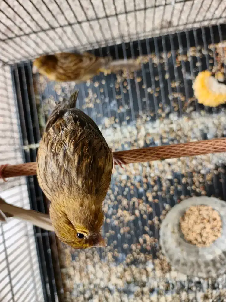 PAUD kenari AF warna Hijau