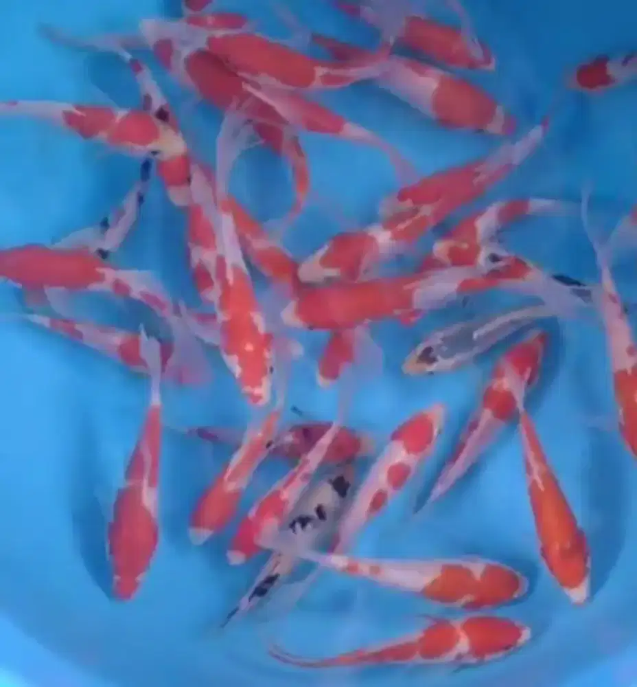 Ikan koi size 15cm sampai 18cm