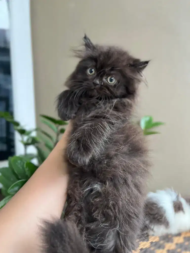 Kucing kitten persia flatnose jantan