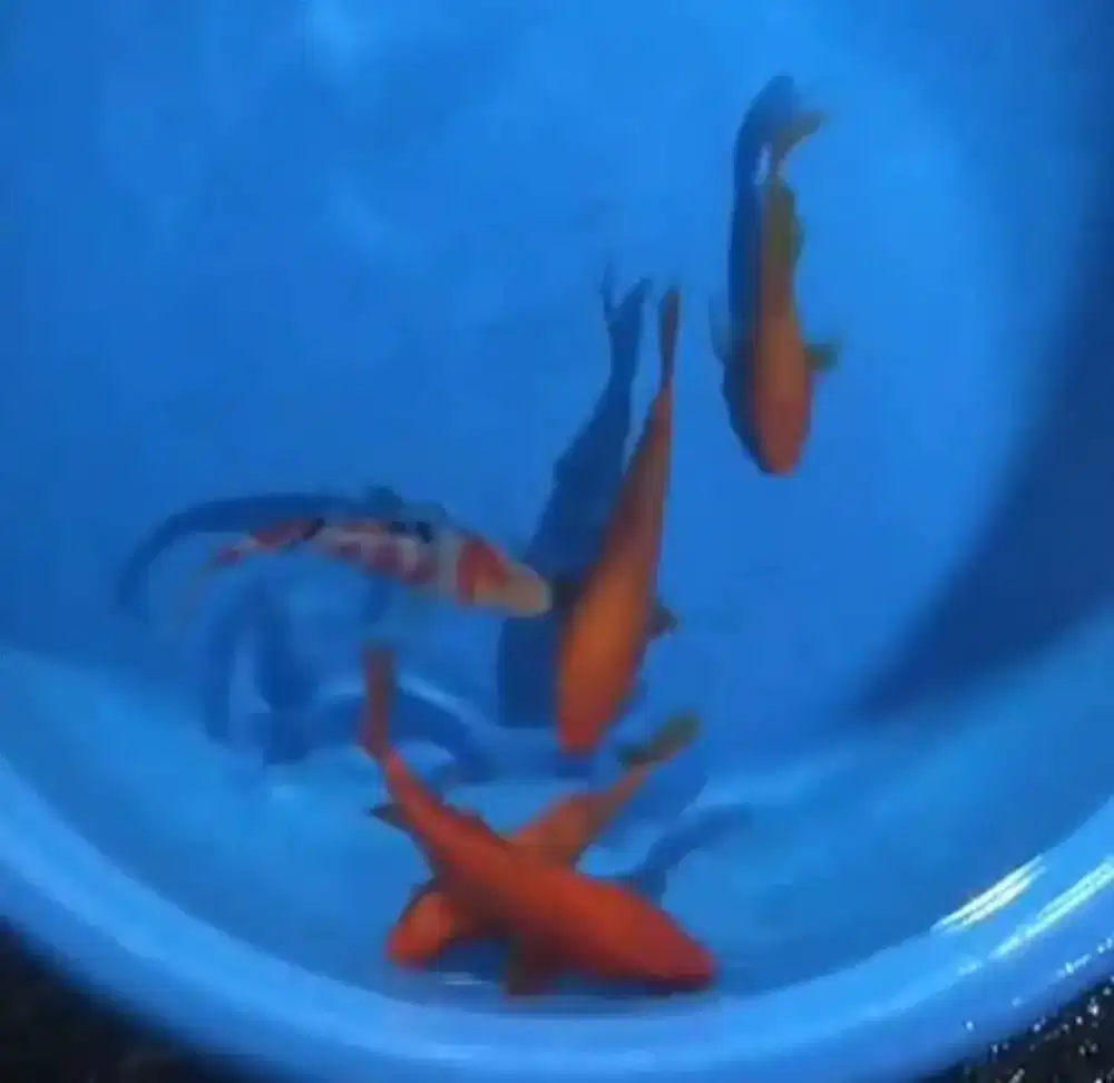 Ikan koi size 15 sampai 17cm