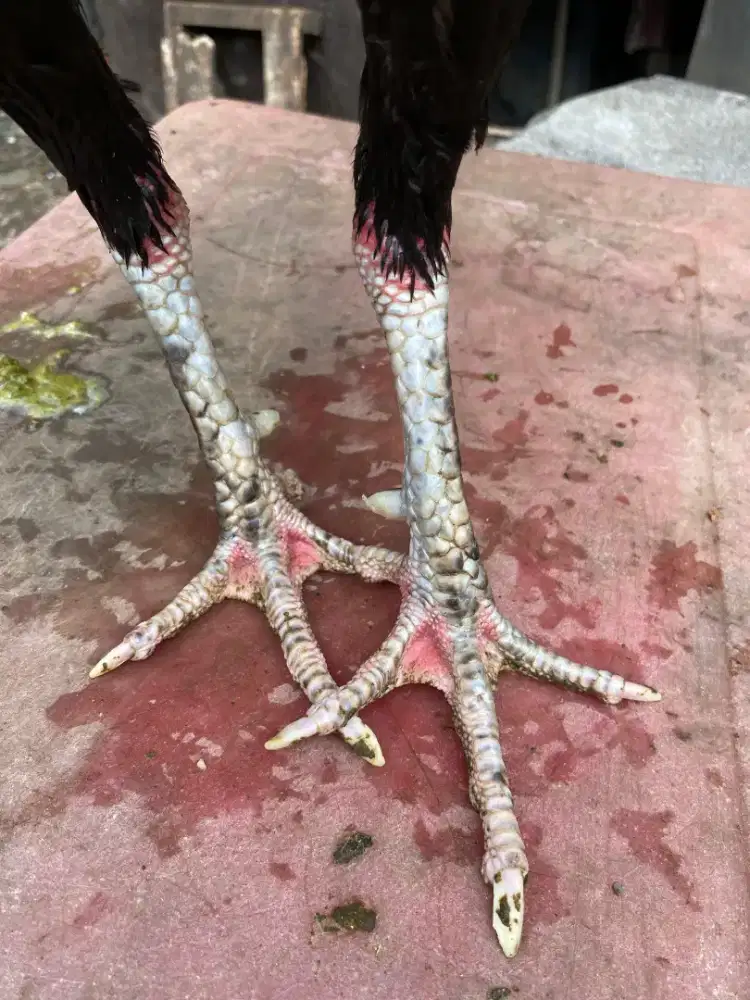 Ayam bangkok x birma