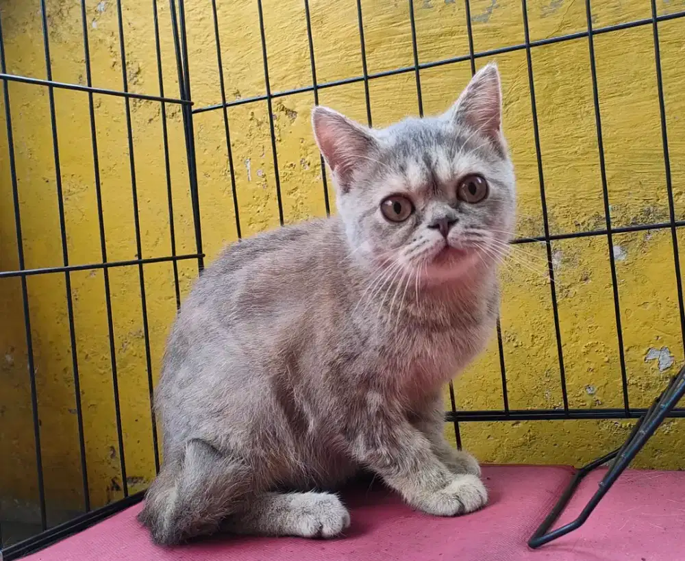 BSH Betina 5 bulan