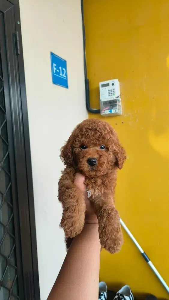 Anak Anjing Poodle
