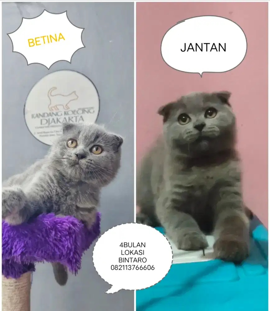 Scottish fold jntn n betina 4bln