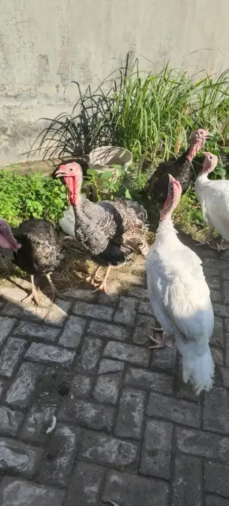 Ayam kalkun umur 4 bulanan harga per ekor terlampir diatas