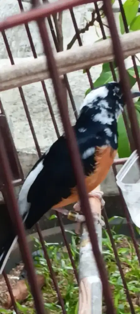 Murai jantan blorok extreme