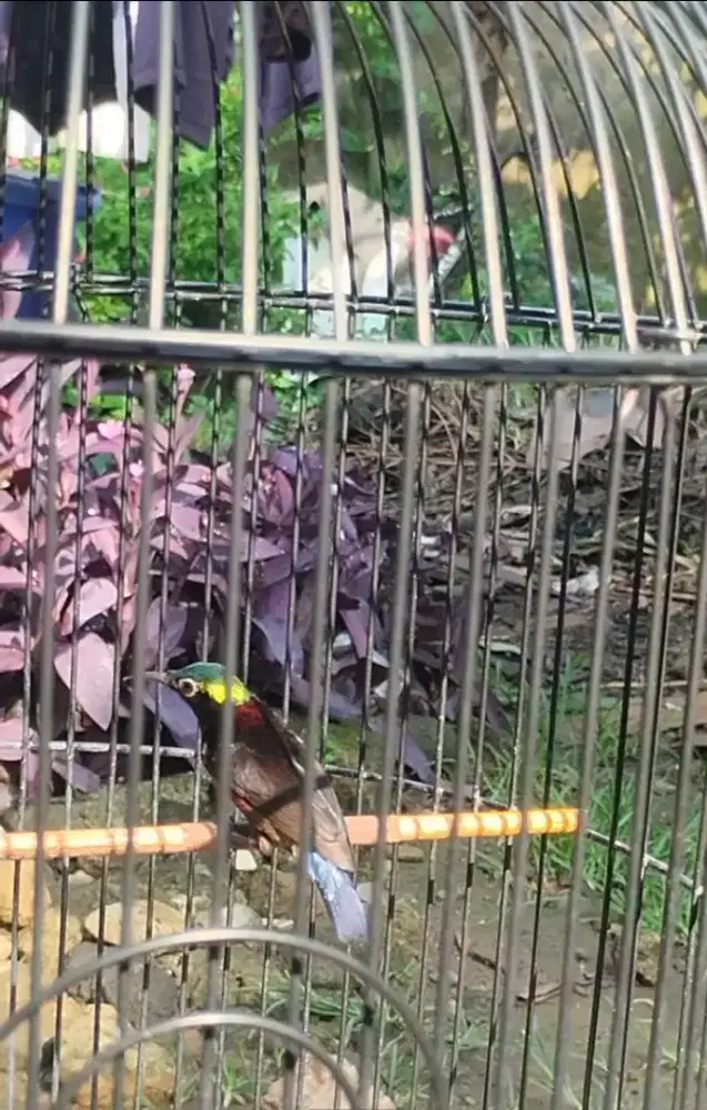 Konin damer plus kdng Depok