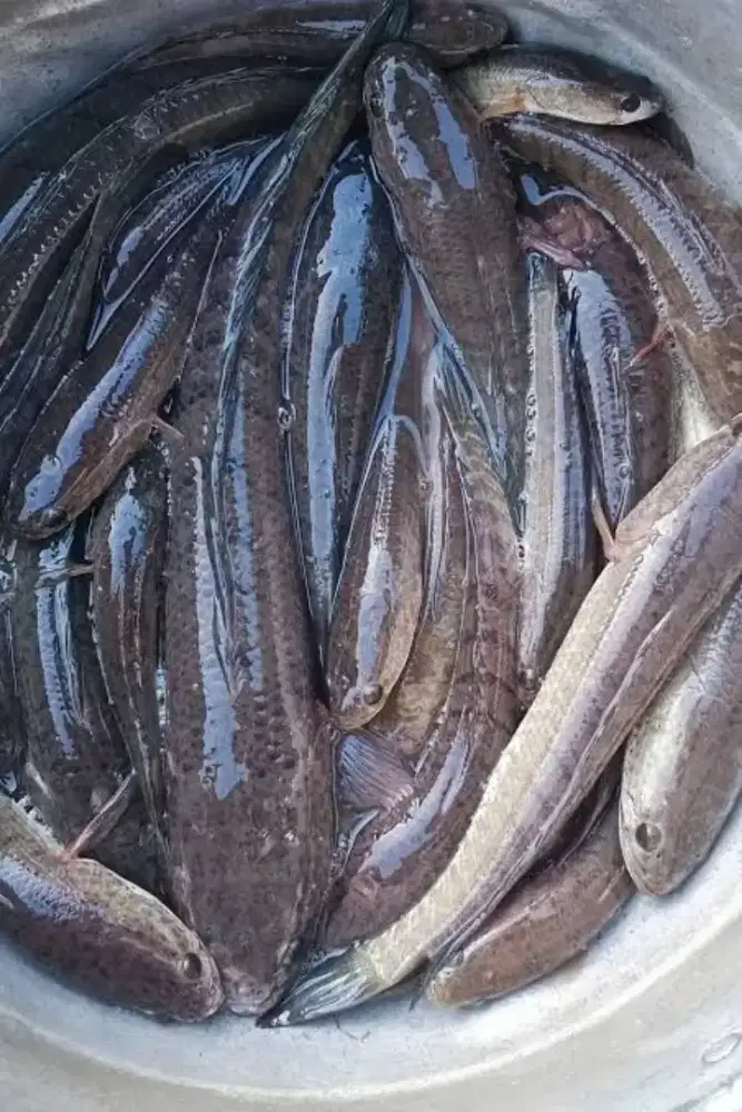 Ikan gabus segar (obat persalinan)