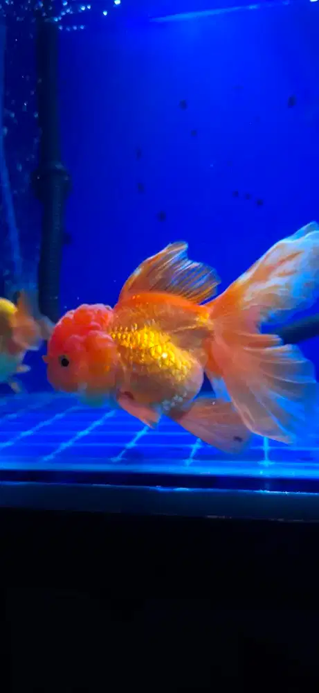 Ikan Mas Koki Goldfish Oranda Rosetail Grade A