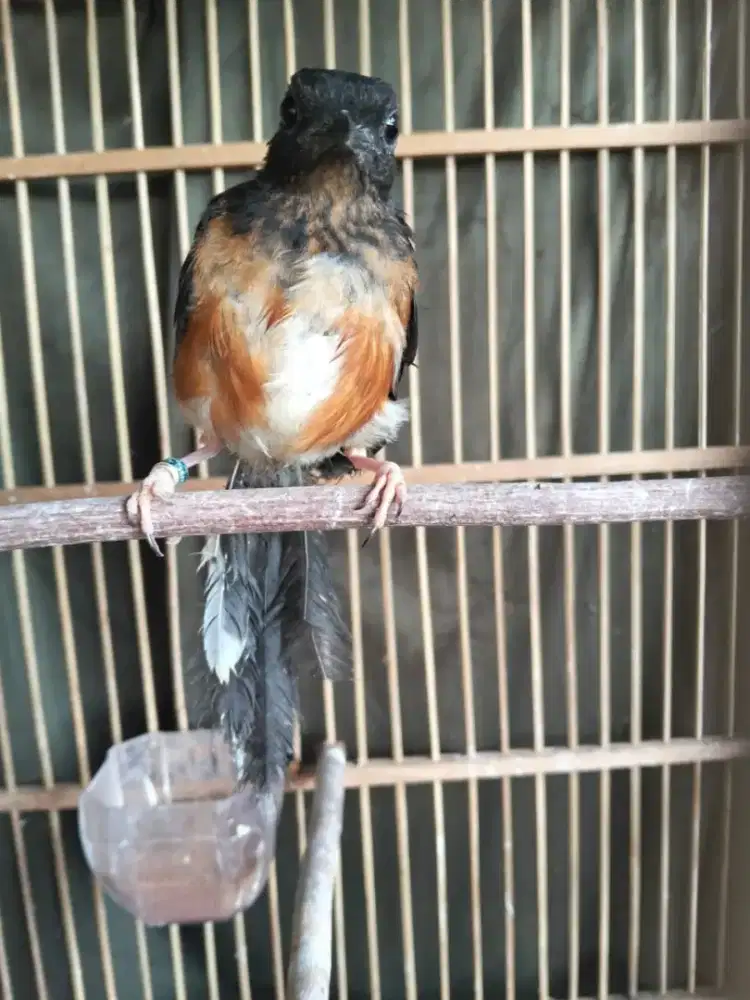 Murai Trotol 2 ekor Jantan