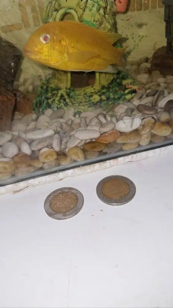 Koin 1000 kelapa sawit