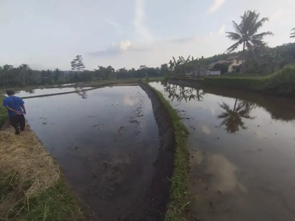 Dijual Tanah Sawah Rp. 400.000 per Meter
