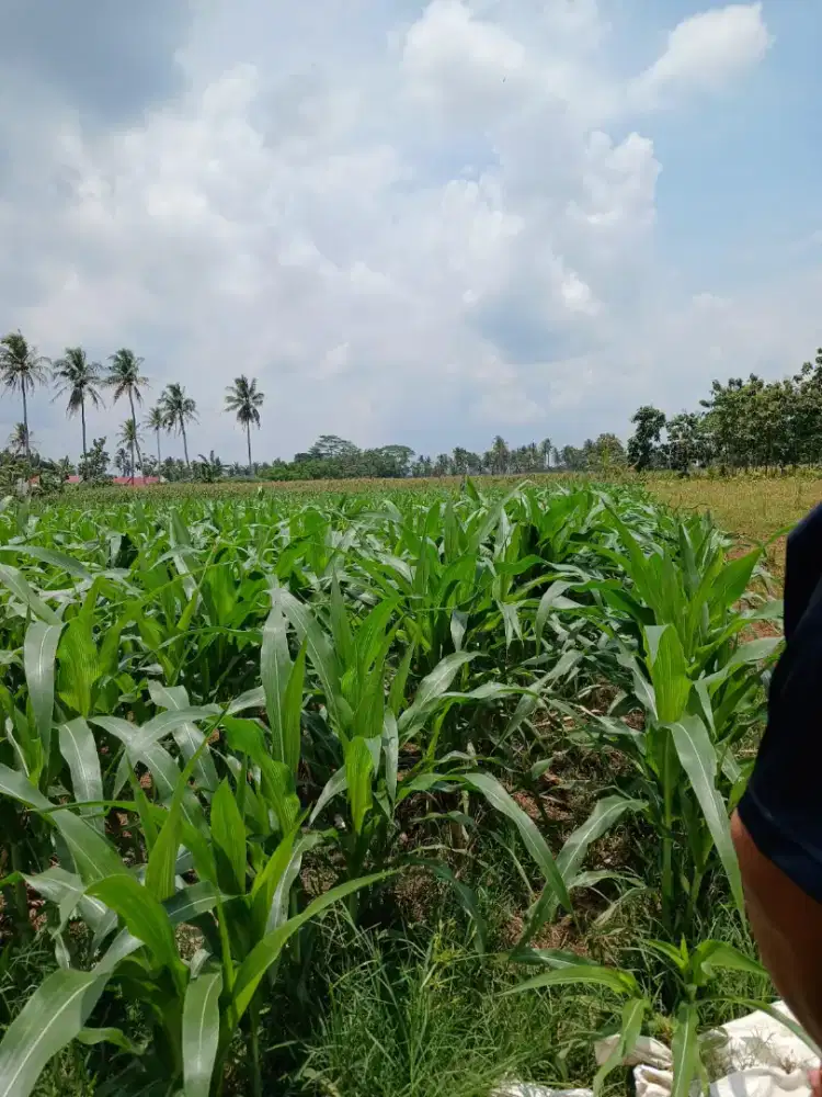 jual cepat sebidang tanah ukuran kurang lebih 1 hektar