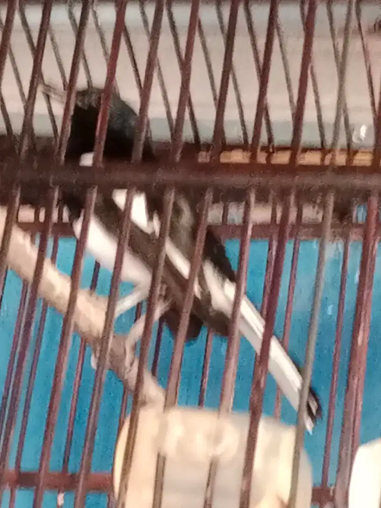 Kacer jabar asli gacor siap kontes