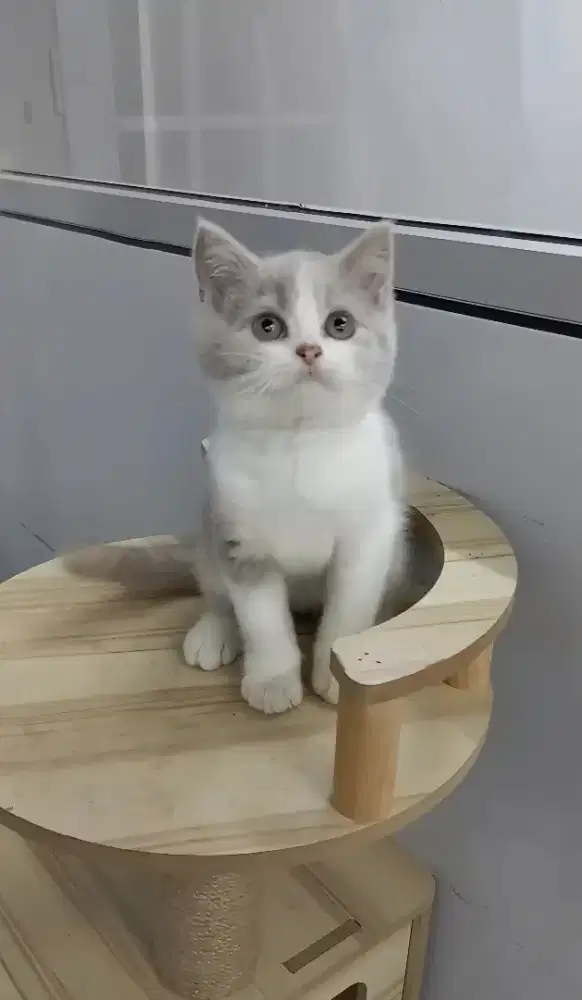 BRITISH SHORTHAIR/BSH LILAC