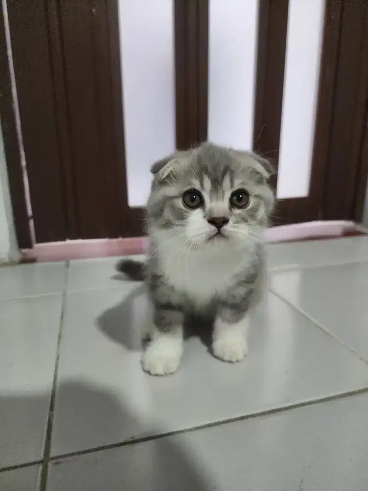 Kitten Scotish Fold x BSH (Adopt 1 + Gratis 1)