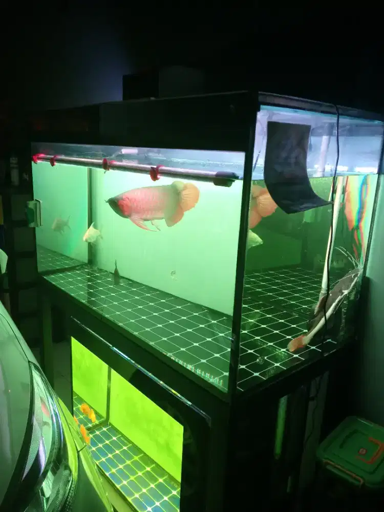 Jual akuarium dan arwana super red