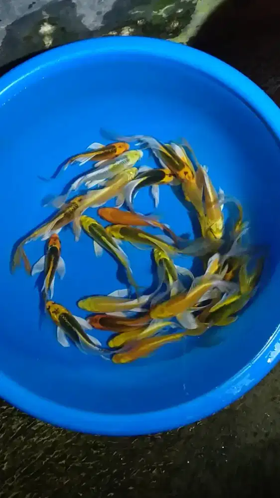 Ikan koi size 17cm