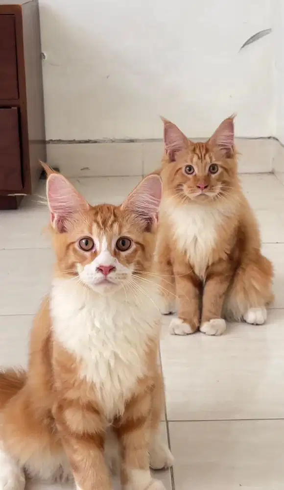 Kitten mainecoon 4bln anakan ped