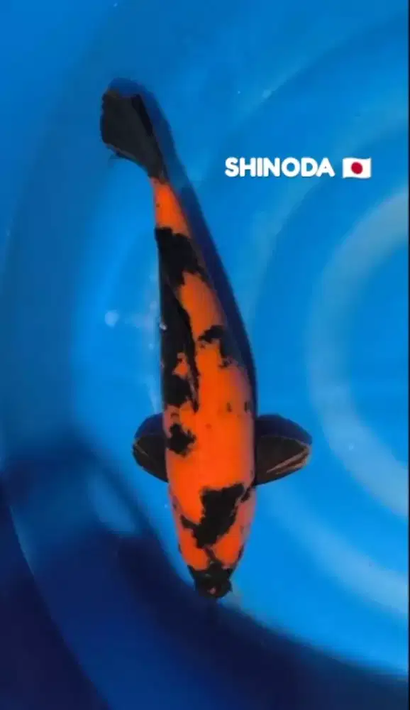 Ikan koi import hi utsuri 50 up farm Shinoda