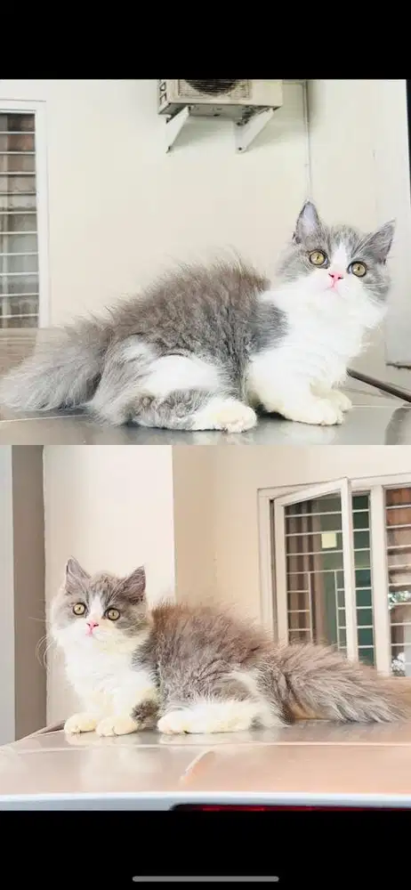 Munckhin british longhair betina