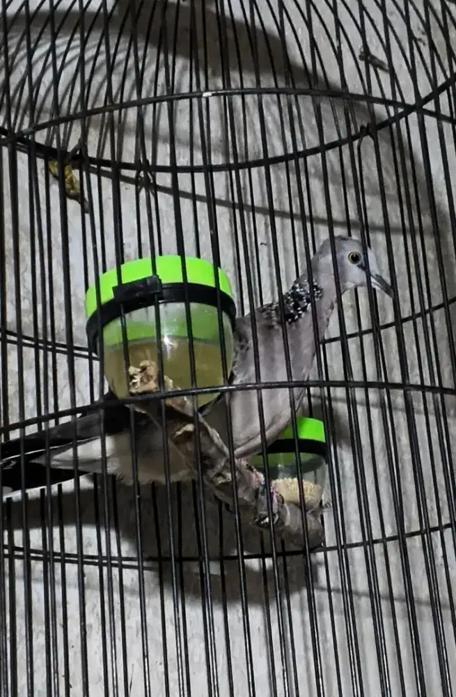 Tekukur kuk 4sandung5 umur 4 bulan trah 3x5 bisa naik lg