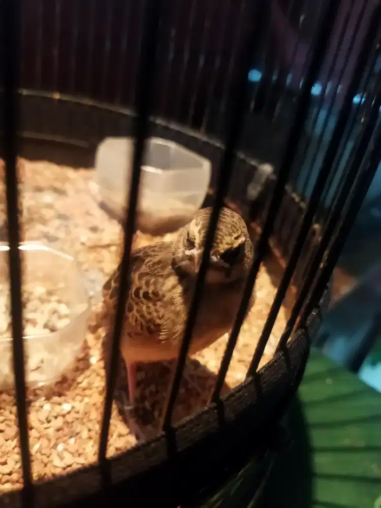 Branjangan java Jantan